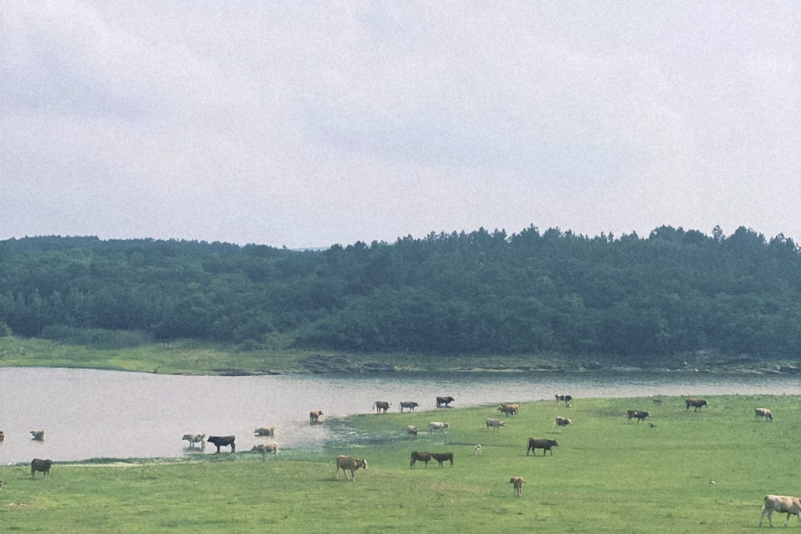 Huangzhai Pasture